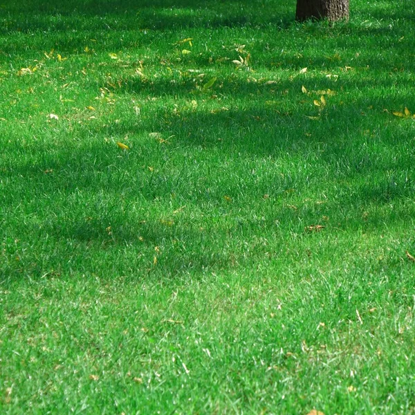 Hinterhof Schattigen Frischen Rasen Hintergrundtextur Rollrasen Country Garden Oder Park — Stockfoto