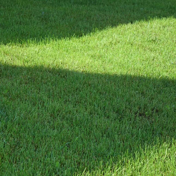 Frischer Garten Garten Rasen Shady Park Green Grass Hintergrund Picknickplatz — Stockfoto