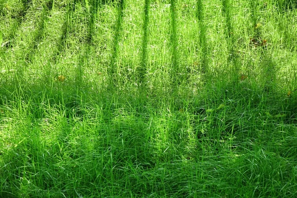 Giardino Ombreggiato Prato Fresco Park Green Grass Background Posto Picnic — Foto Stock