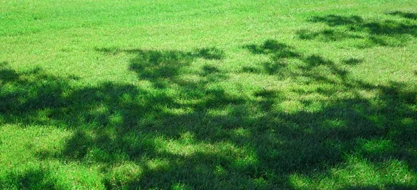 Garden Backyard Park Shady Fresh Lawn Green Wide Background Texture — Stok Foto