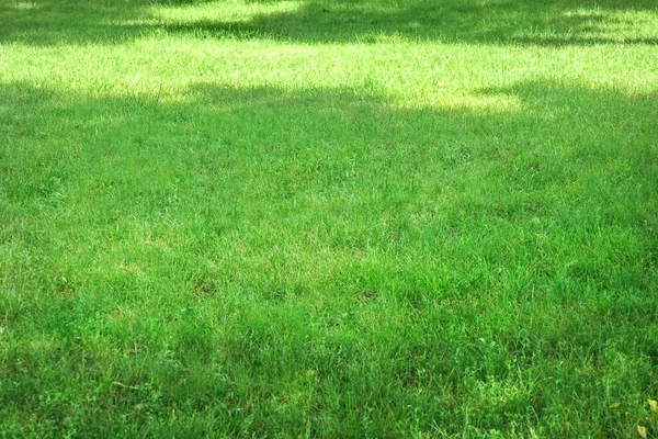 日陰の裏庭の庭新鮮な芝生 公園緑の草の背景 芝生の壁紙上のピクニック場所 日陰の芝生の上で家族やロマンチックな休憩のための場所 フォーカス選択 — ストック写真