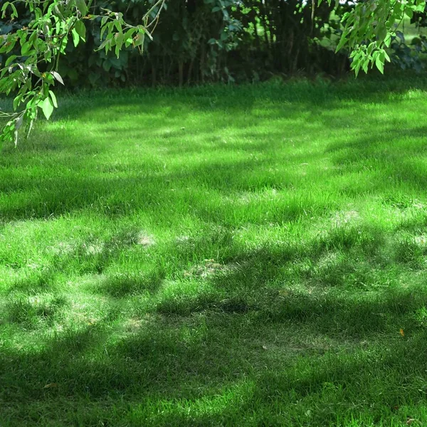 Backyard Garden Park Shady Fresh Lawn Green Background Texture Виробляється — стокове фото