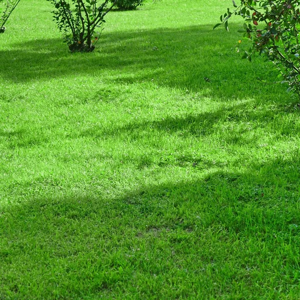 Backyard Garden Park Shady Fresh Lawn Green Background Texture Focus — Stock Photo, Image