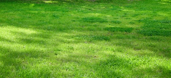 Backyard Garden Park Skuggig Fräsch Gräsmatta Grön Bakgrund Eller Textur — Stockfoto