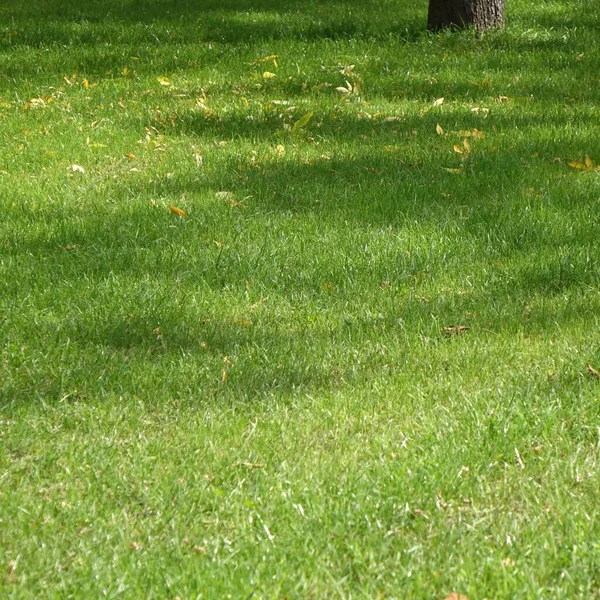 Backyard Garden Park Shady Fresh Lawn Green Background Texture Зосереджуйтесь — стокове фото