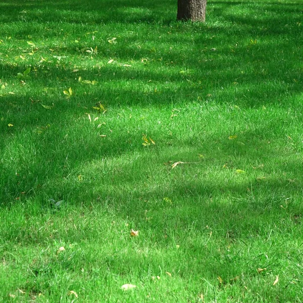 Hinterhof Garden Park Schattigen Frischen Rasen Grünen Hintergrund Oder Textur — Stockfoto