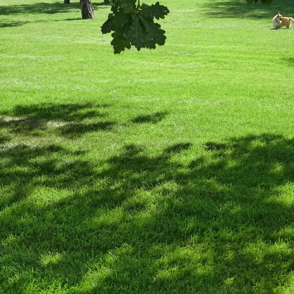Tuin Park Schaduwrijke Verse Gazon Groene Achtergrond Textuur Focus Selectief — Stockfoto