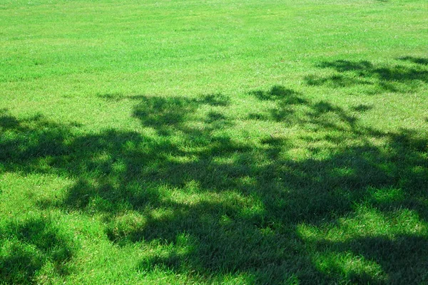 Tuin Park Schaduwrijke Verse Gazon Groene Achtergrond Textuur Focus Selectief — Stockfoto