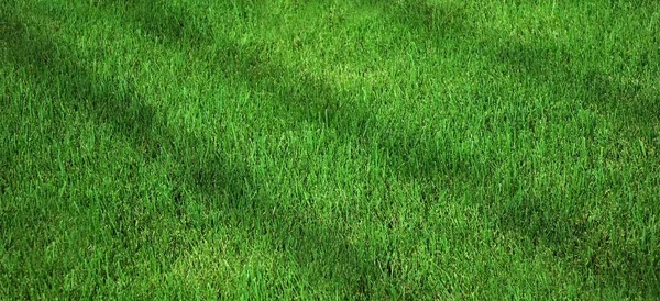 Frischer Garten Garten Rasen Shady Park Green Grass Hintergrund Picknickplatz — Stockfoto