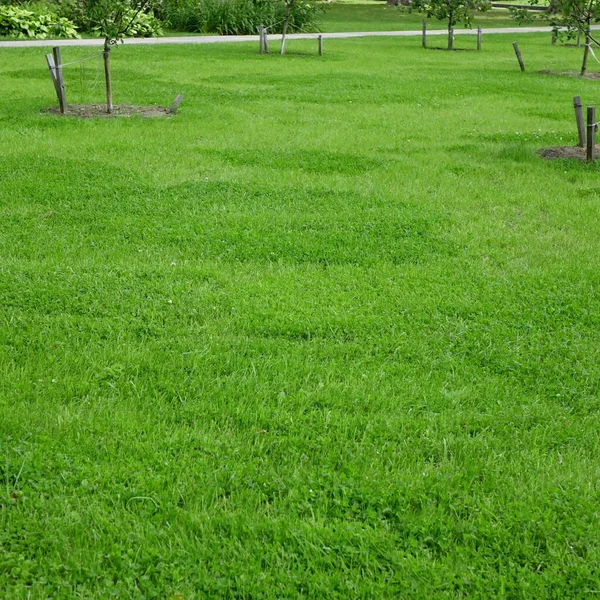2010 Backyard Garden Park Shady Fresh Lawn Green Background Texture — 스톡 사진