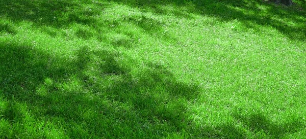 ガーデンバックヤードパークシャディフレッシュローングリーンワイド背景またはテクスチャ パノラマビュー 概要牧草地バナー 芝や芝で作られた芝生 フォーカス選択 — ストック写真
