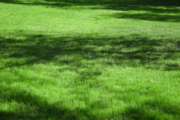 Ogród Ogród Park Shady Fresh Trawnik Zielone Tło Lub Tekstury — Zdjęcie stockowe