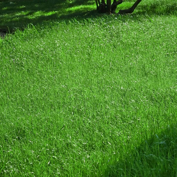 Patio Trasero Sombra Césped Fresco Fondo Textura Rolled Lawn Jardín —  Fotos de Stock