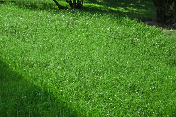 Backyard Garden Park Shady Lawn Зеленый Фон Текстура Лужайка Сделанная — стоковое фото