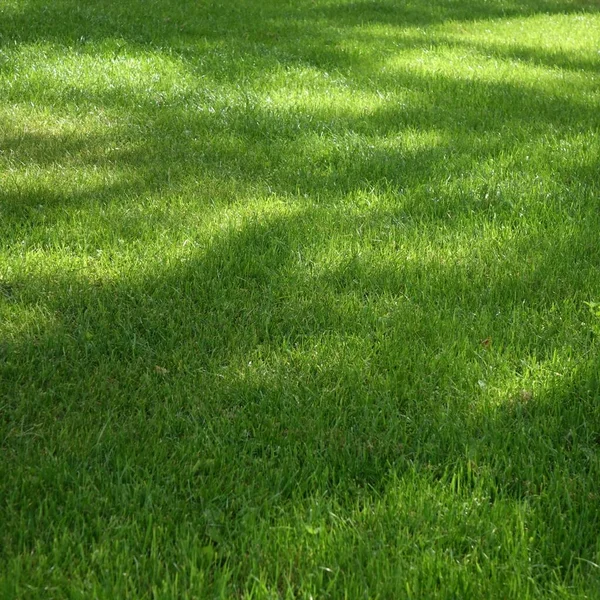 Bahçe Bahçesi Parkı Shady Taze Bahçe Bahçesi Yeşil Arkaplan Veya — Stok fotoğraf