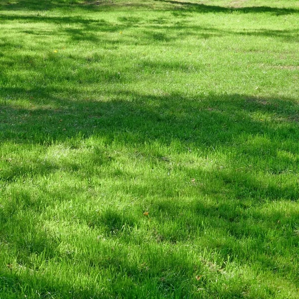 Backyard Garden Park Shady Fresh Lawn Green Background Texture Focus — Stock Photo, Image