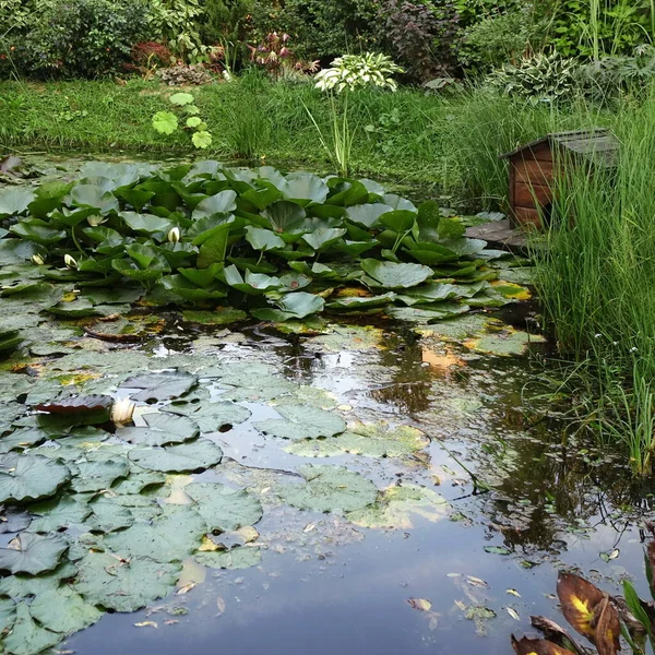 Artificial Decorative Pond Backyard Garden Fish Water Plants Wild Nature — Stock Photo, Image