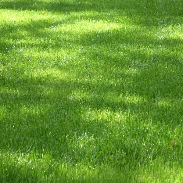 Backyard Garden Park Shady Fresh Lawn Green Background Texture Focus — Stock Photo, Image