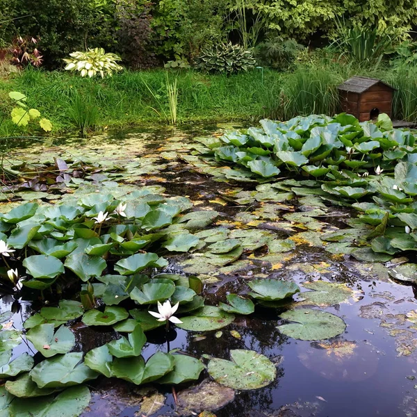 自然界の野生のように魚や水の植物と裏庭の庭の人工装飾池 水生植物と裏庭の手作り池 水面の庭園休憩所 — ストック写真