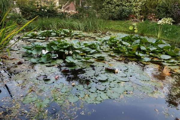 Künstliche Dekorative Teich Hinterhof Garten Mit Fischen Und Wasserpflanzen Wie — Stockfoto