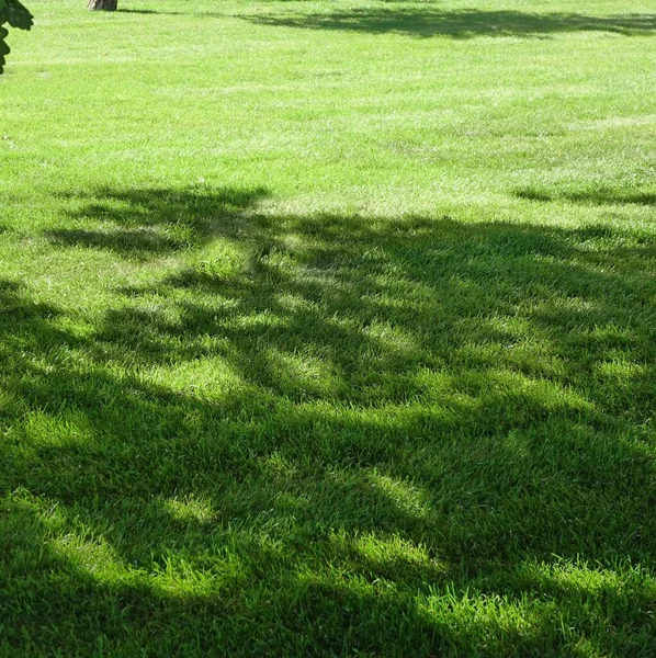 后院花园公园阴凉新鲜草坪绿色背景或纹理 聚焦选择性 — 图库照片