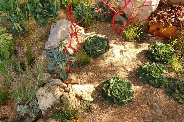 裏庭石や植物と日本のスタイルの造園で きちんと設計された禅の庭 近代的な風景風水裏庭の庭 — ストック写真