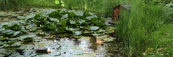 后花园人工装饰池塘 鱼和水生植物犹如大自然中的野性 后院里的手工池塘里有水生植物 水上花园休憩用地 — 图库照片