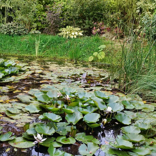 自然界の野生のように魚や水の植物と裏庭の庭の人工装飾池 水生植物と裏庭の手作り池 水面の庭園休憩所 — ストック写真