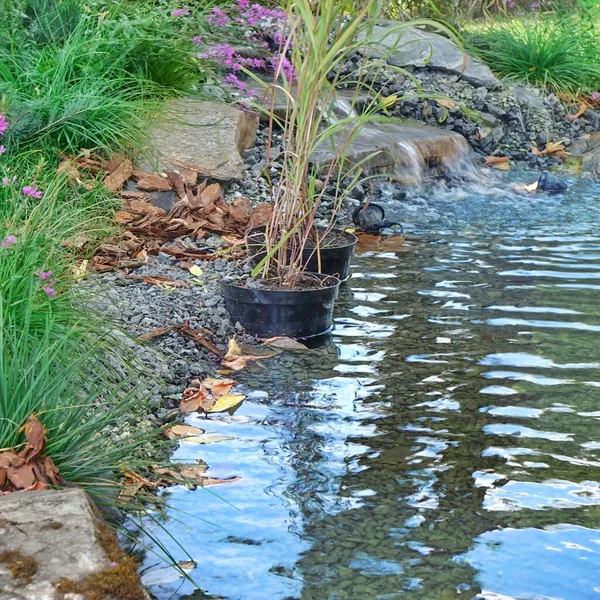 Étang Artificiel Décoratif Lac Une Nature Sauvage Dans Jardin Arrière — Photo