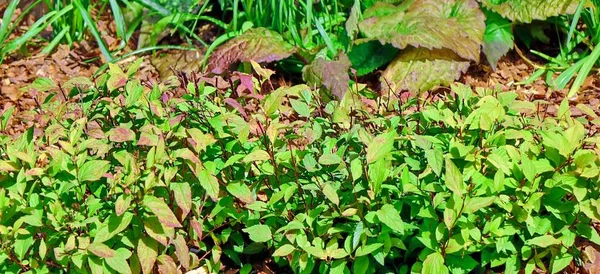 Achtertuin Tuin Modern Ontworpen Landschapsarchitectuur Decoratieve Tuinontwerp Terug Gazon Natuurlijke — Stockfoto