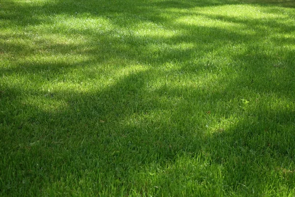 Backyard Shady Fresh Lawn Background Texture Gazon Rulat Country Garden Imagini stoc fără drepturi de autor