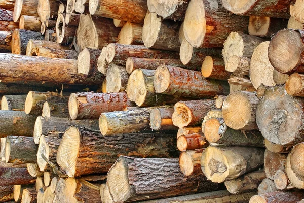 Wood Harvesting Background — Stock Photo, Image