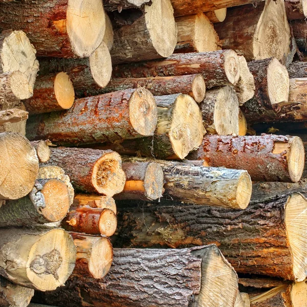 Wood Harvesting Background — Stock Photo, Image