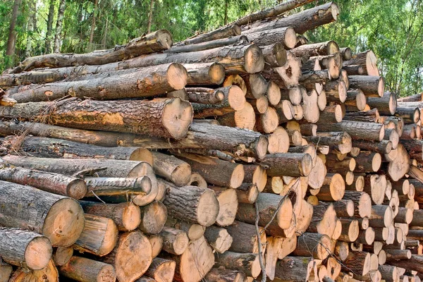 Wood Harvesting Background — Stock Photo, Image