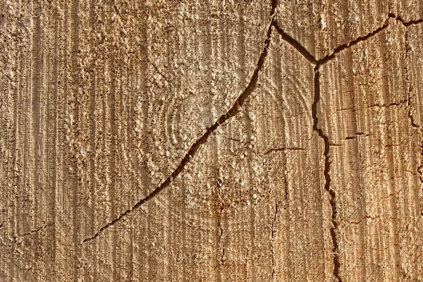 古い木の断面図 — ストック写真