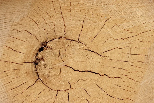 Old Tree Cross Section — Stock Photo, Image