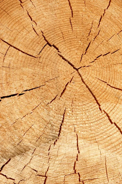 Old Tree Cross Section — Stock Photo, Image