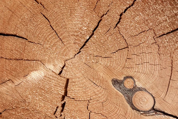 Old Tree Cross Section — Stock Photo, Image