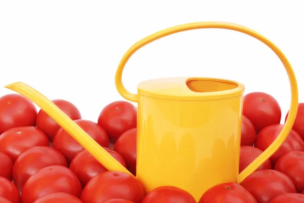 Många tomater och vattenkanna — Stockfoto