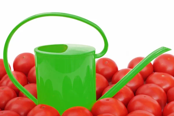 Many tomatoes and watering can — Stock Photo, Image