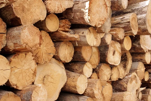 Houtstapel van gesneden bomen in de houtzagerij — Stockfoto