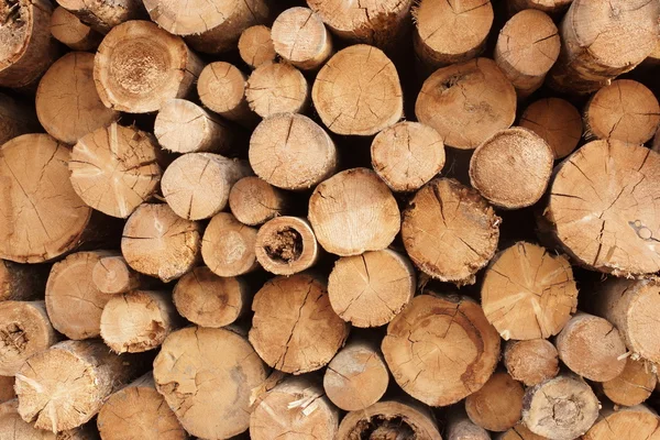 Woodpile of cut trees in the lumberyard — Stock Photo, Image
