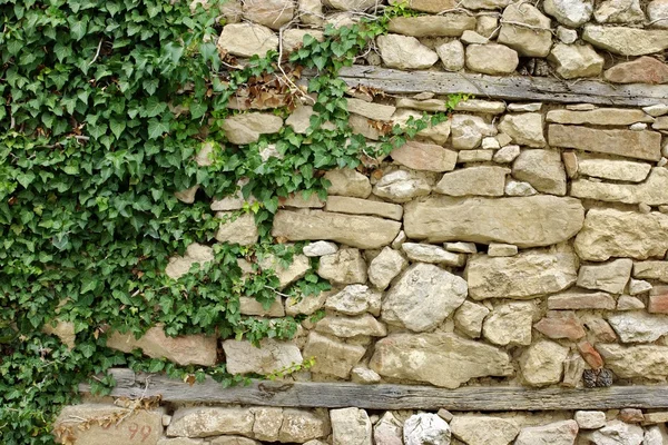 Bitkilerle dolu eski taş bir duvar. — Stok fotoğraf