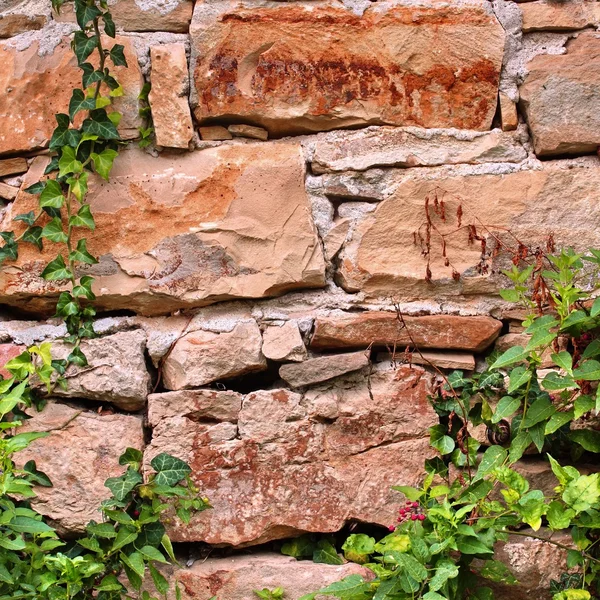 Bitkilerle dolu eski taş bir duvar. — Stok fotoğraf
