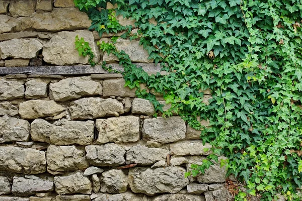 Old Stone Wall With Plants — Stock Photo, Image