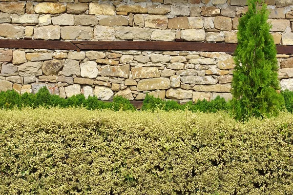 Hecke über Mauer — Stockfoto