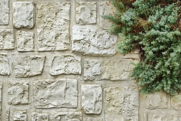 Stone Wall with Plants — Stock Photo, Image