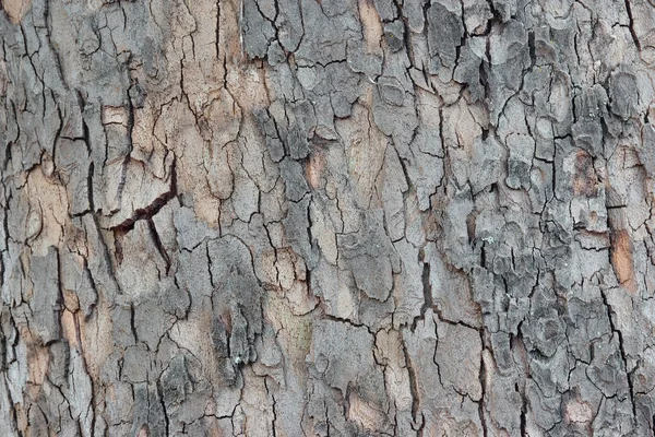 Maple Tree Bark Close-up — Stock Photo, Image