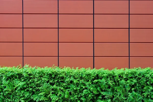 Hedges and Brown Tiled Wall — Stock Photo, Image