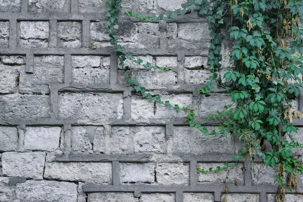 Stone Wall with Plants — Stock Photo, Image